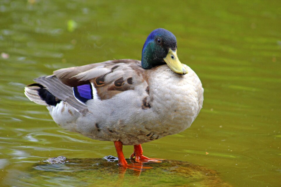 Bird water animal world