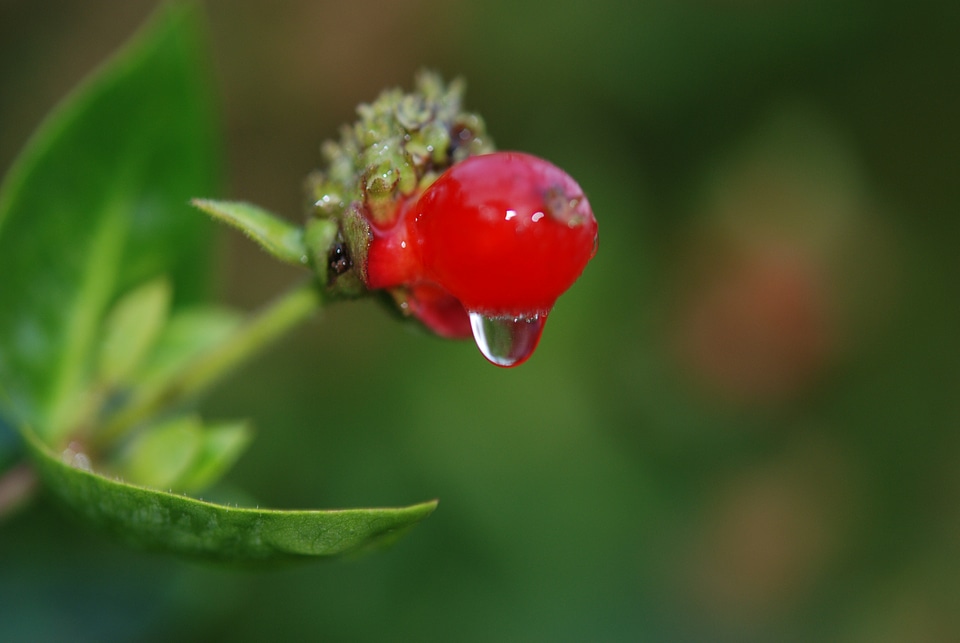 Macro rain drop droplet