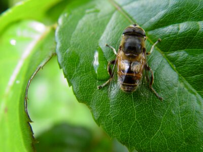 Insect macro bee