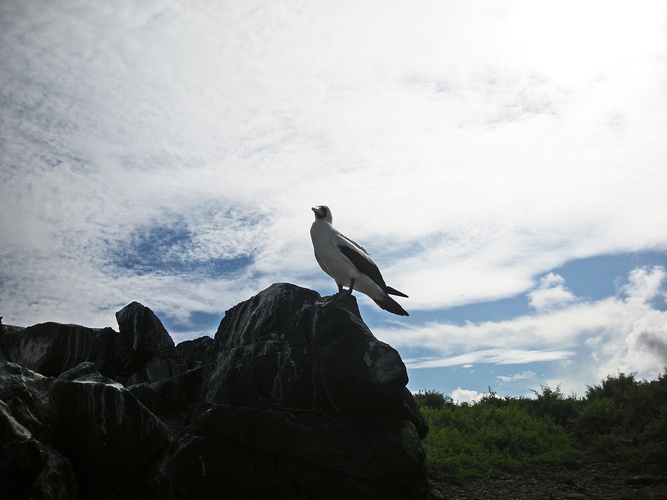 Perched rock galapagos