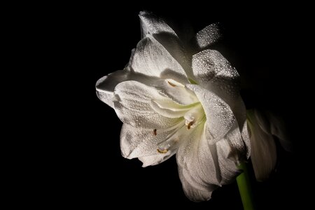 Amaryllis plant plant botany photo