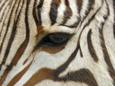Eye stripes detail