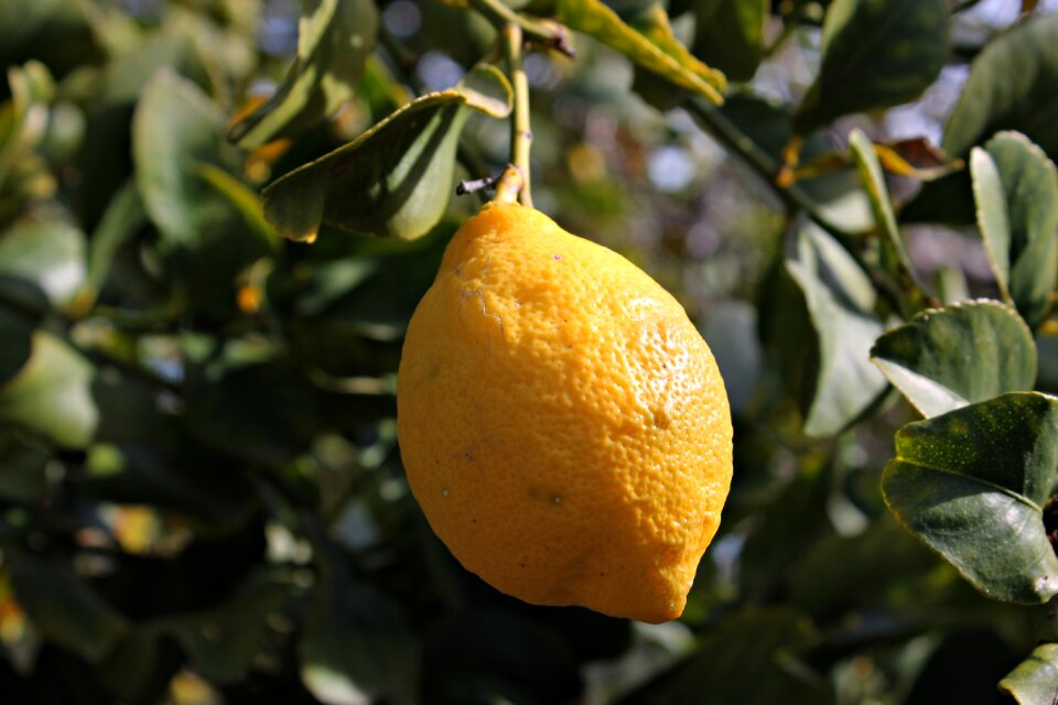 Yellow mediterranean field
