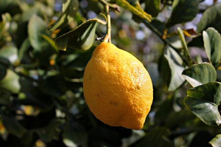 Yellow mediterranean field