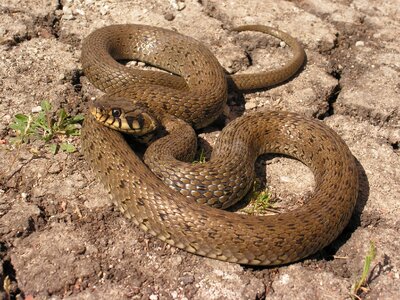 Snake natrix Free photos