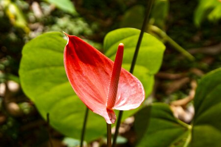 Leaf nature el salvador