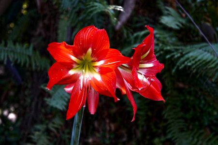 Nature red pistil