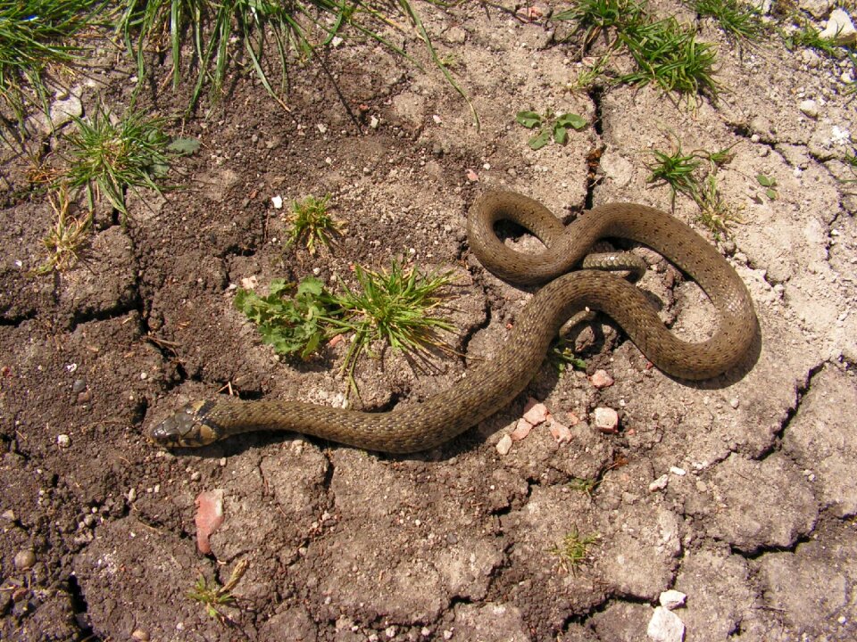 Snake natrix Free photos
