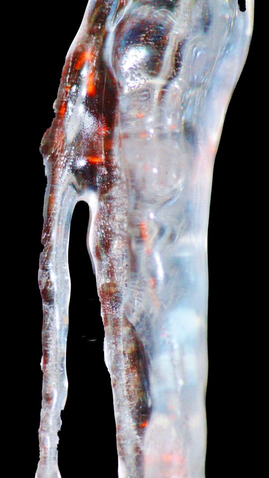 Frozen branch icy
