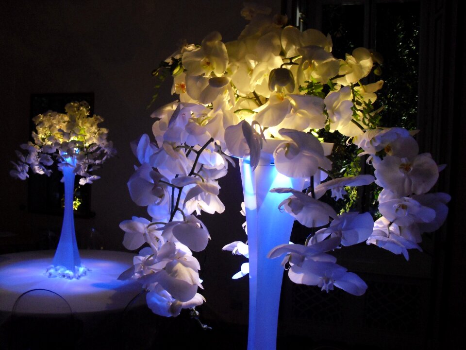 Orchidaceae centerpiece light