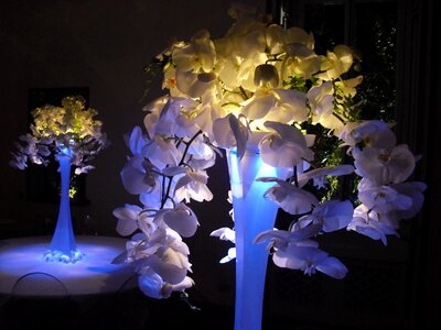 Orchidaceae centerpiece light