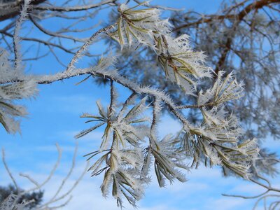 Winter snow january photo