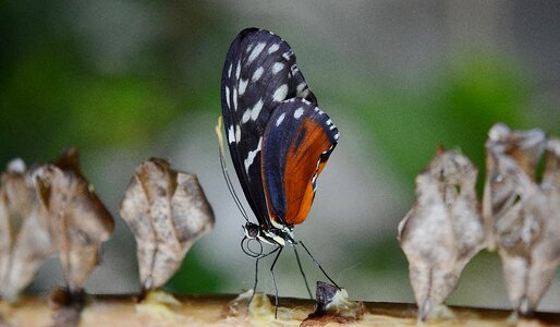 Cocoon macro wildlife photo