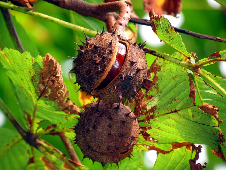 Fruit autumn nutty