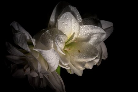 Amaryllis plant plant botany photo