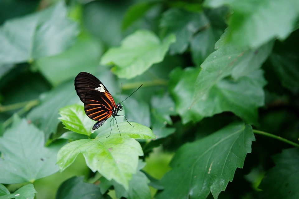 Animal black green