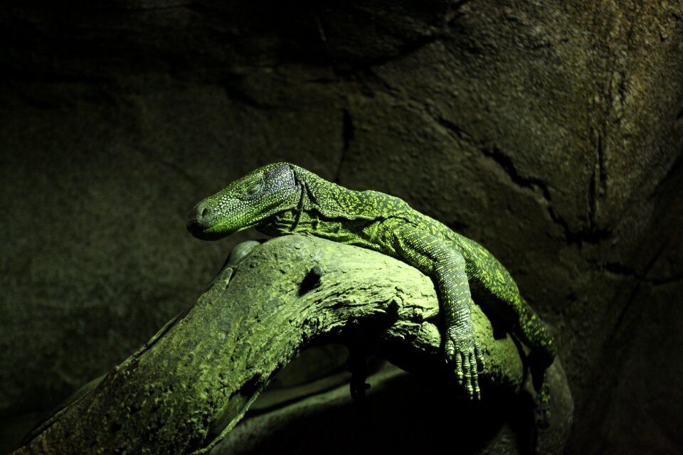 Fauna exotic animal animals