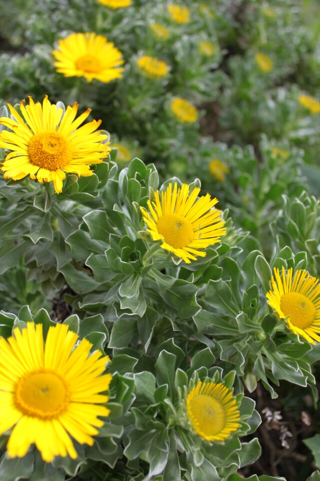 Endemism tenerife yellow flower