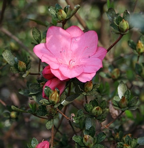 Blossom bloom petal photo