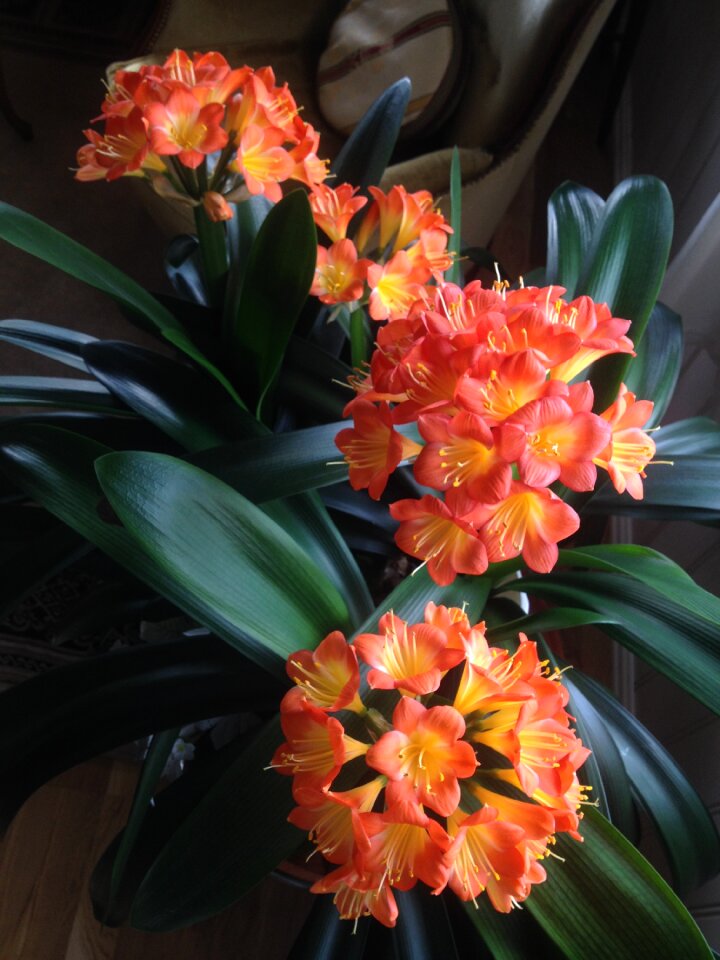 Plant orange flower