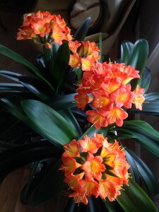 Plant orange flower