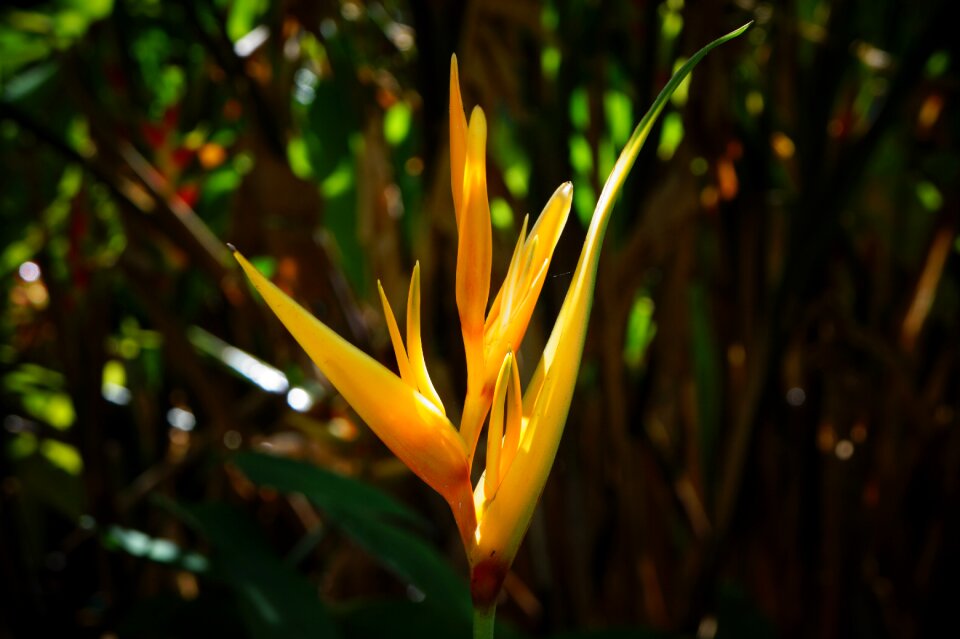 Orange leaves el salvador