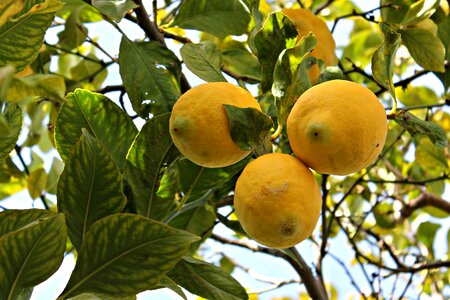 Mediterranean fruit fruit tree orange blossom
