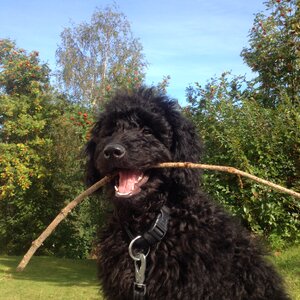 Stick summer garden