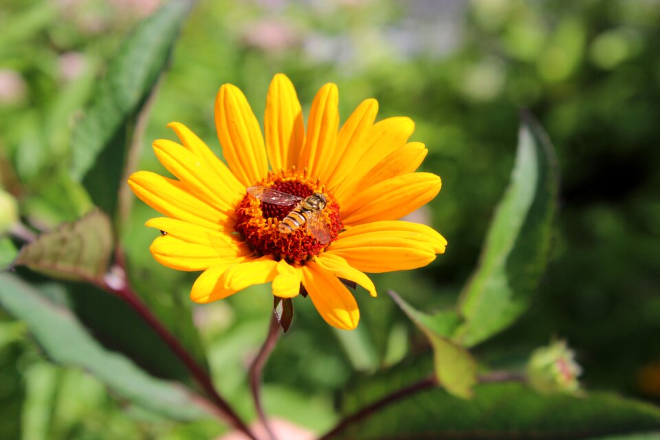 Summer summer flower garden flower