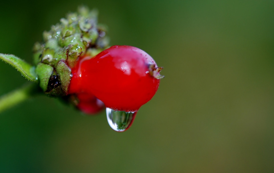 Macro soaked rain drop
