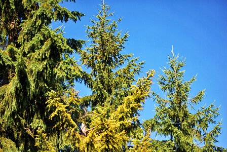 Coniferous green spruce