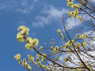 Plant signs of spring nature photo