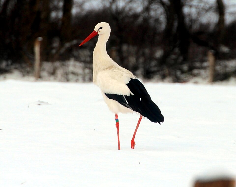Animals bill rattle stork