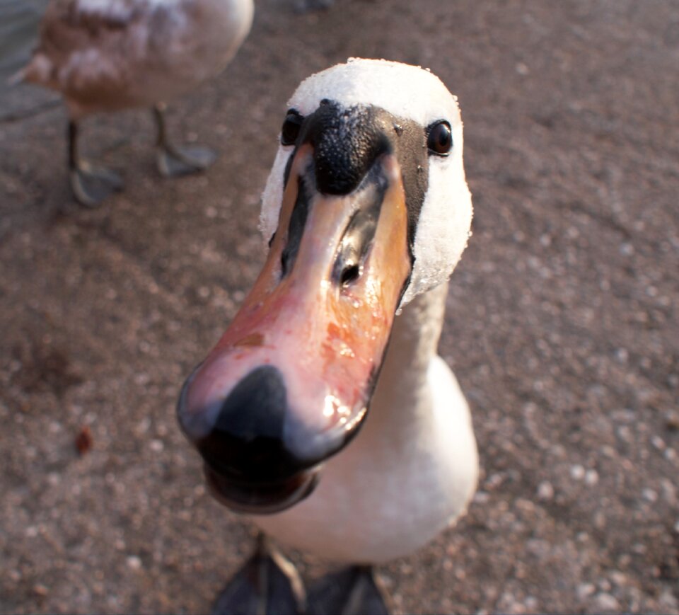 Nature duck bird close up