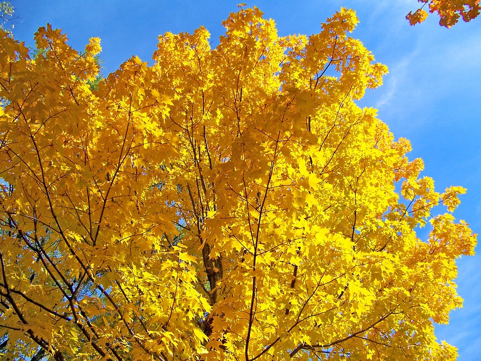 Leaves autumn fall