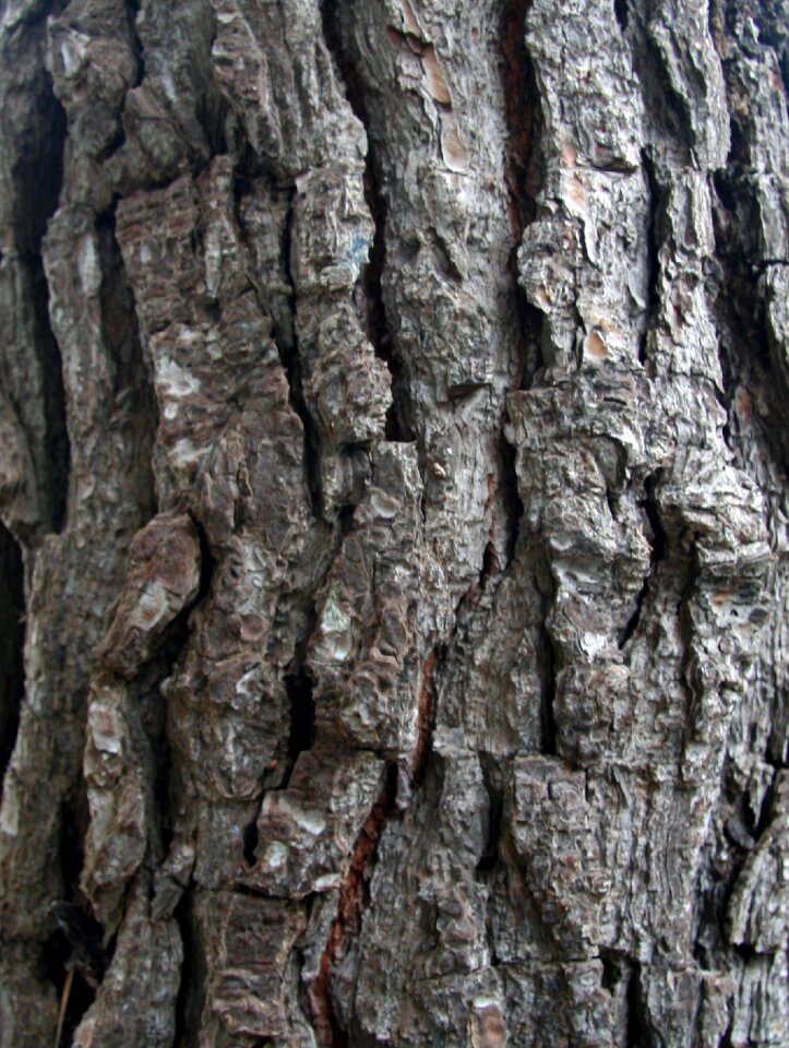 Pine texture trunk