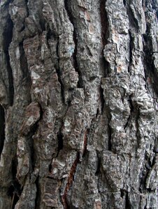 Pine texture trunk photo