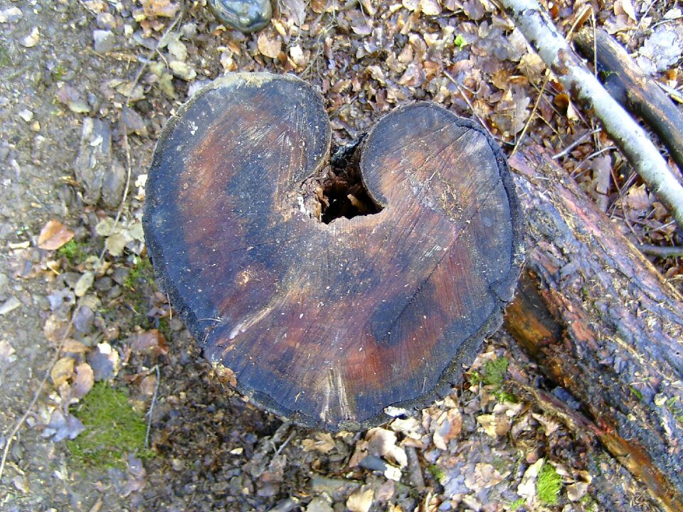Forest emotion wood
