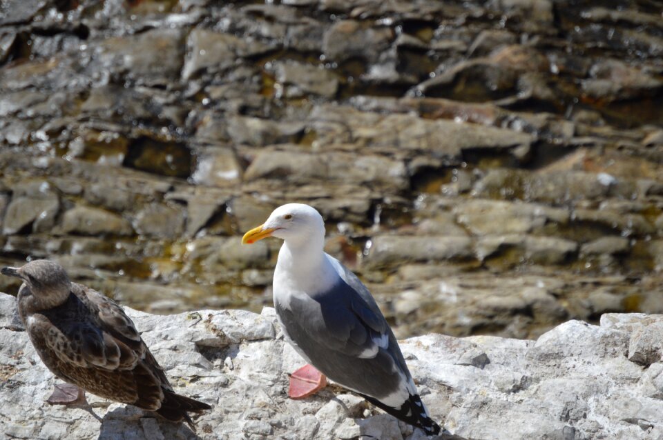 Gull bird