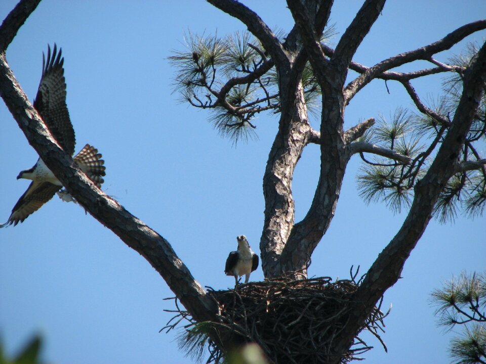 Nest three flying photo