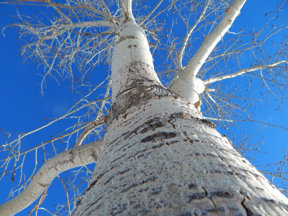 Trunk wood forest