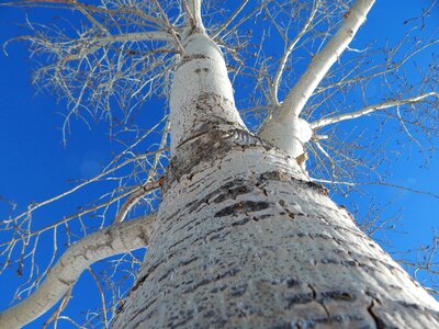 Trunk wood forest
