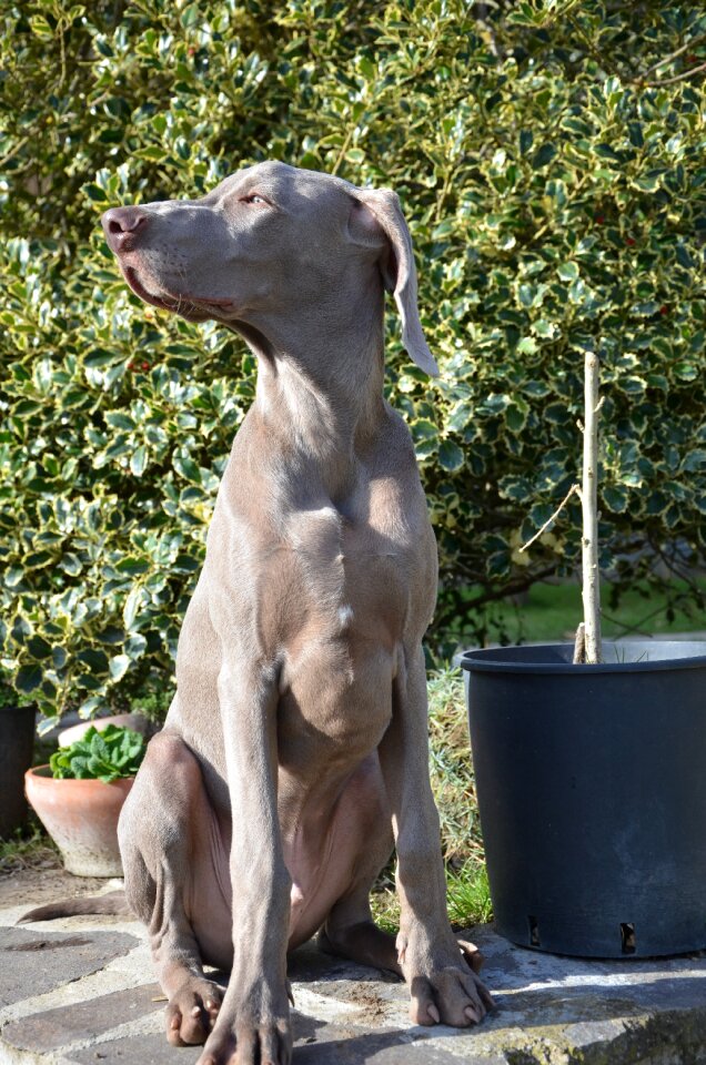 Weimaraner eyes tenderness