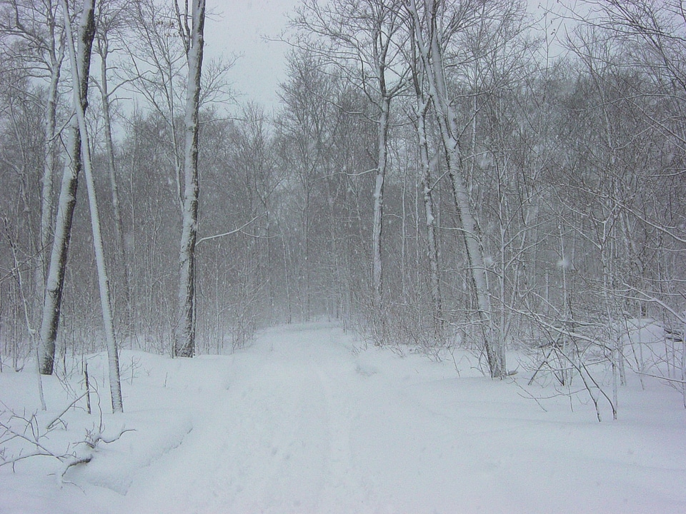 Trail forest snowfall