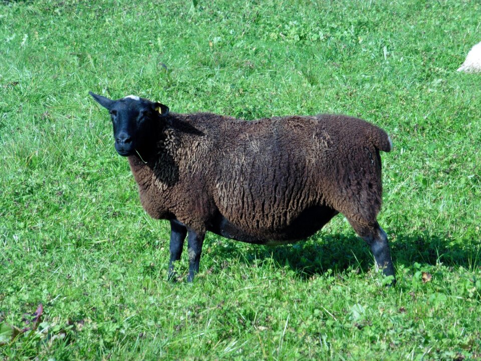 Meadow pasture nature