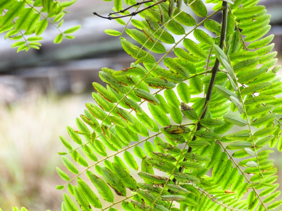 Green leaves tree