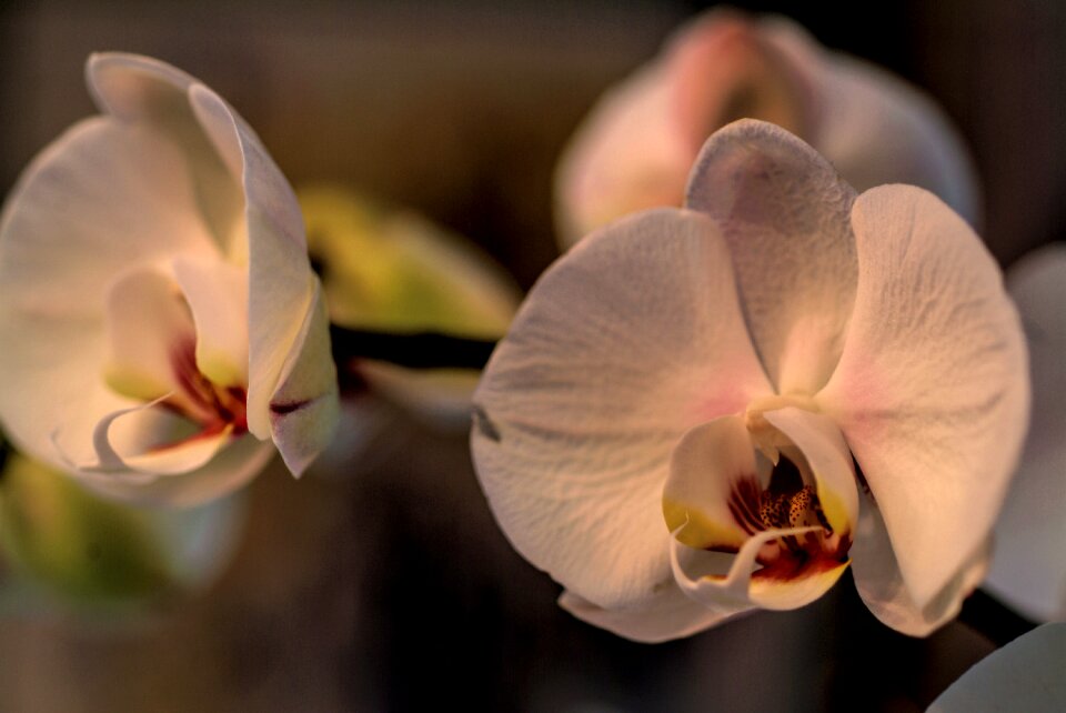 Phanelopsis nature orchidaceae