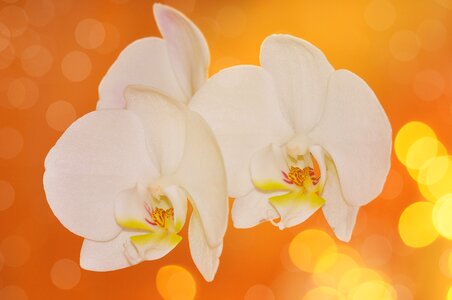 Plant white bokeh