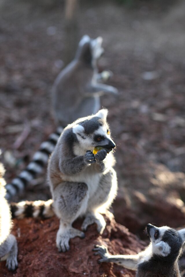 Fauna exotic animal animals