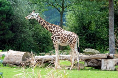 Neck close up nature